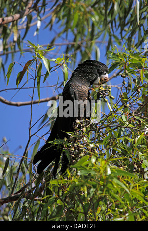 Red-tailed Black-Cockatoo (Calyptorhynchus banksii), sitting on an eucalyptus feeding on fruits, Australia, Northern Territory, Pine Creek Stock Photo