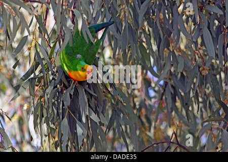 Superb parrot (Polytelis swainsonii), eating blossoms in a gum tree, Australia, New South Wales, Wagga Wagga university campus Stock Photo