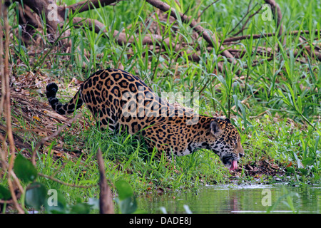 jaguar (Panthera onca), male drinking, Brazil, Pantanal, Rio Cuiaba Stock Photo