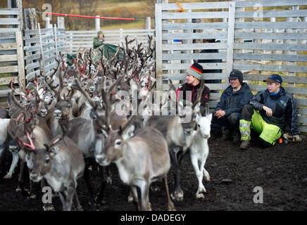 A group of Sami people leads a herd of reindeers through a gate in the Finnmark region, around 100 kilometres south of the North Cape near the town of Olderfjord, Norway, 13 September 2011. The reindeers were beforehand roundup from the mountain pasture in the mountains. The Finnmark is Norway's largest region covering an area of 49000 square kilometres and is also considered one o Stock Photo