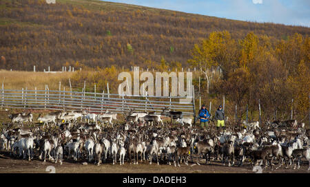 A group of Sami people leads a herd of reindeers through a gate in the Finnmark region, around 100 kilometres south of the North Cape near the town of Olderfjord, Norway, 13 September 2011. The reindeers were beforehand roundup from the mountain pasture in the mountains. The Finnmark is Norway's largest region covering an area of 49000 square kilometres and is also considered one o Stock Photo