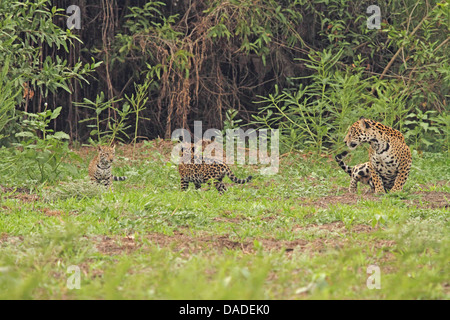 jaguar (Panthera onca), female with cubs, Brazil, Mato Grosso, Pantanal, Rio Cuiaba Stock Photo