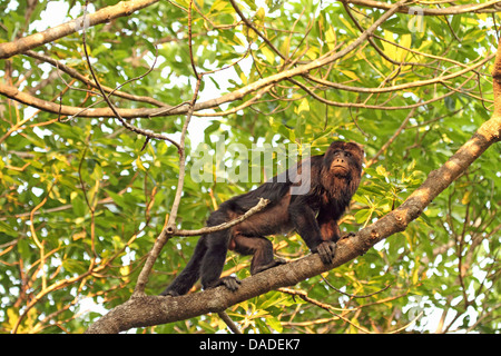 Black Howler Monkey (Alouatta caraya), male on a tree, Brazil, Mato Grosso, Pantanal Stock Photo