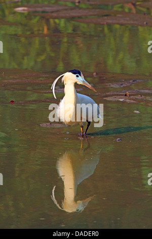 Capped heron (Pilherodius pileatus), reflecting in lake, Brazil, Mato Grosso, Pantanal Stock Photo