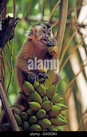 capuchins, ring-tailed monkeys (Cebus spec.), sitting and sticking out ...