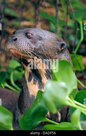 giant otter (Pteronura brasiliensis), in water surrounded by water hyacinths, Brazil, Mato Grosso, Pantanal, Rio Cuiaba Stock Photo