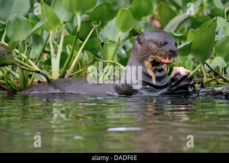 giant otter (Pteronura brasiliensis), eating fish, Brazil, Mato Grosso, Pantanal, Rio Cuiaba Stock Photo