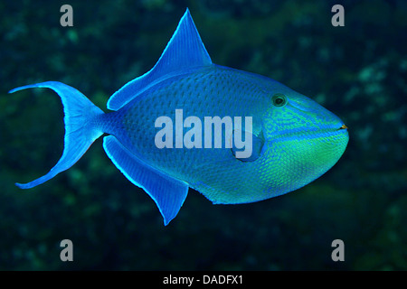 Redtooth triggerfish, Red-toothed triggerfish, Redfang (Balistes erythrodon, Odonus erythrodon, Xenodon niger, Odonus niger), underwater photo Stock Photo