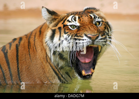 Siberian tiger, Amurian tiger (Panthera tigris altaica), sitting in the water snarling Stock Photo