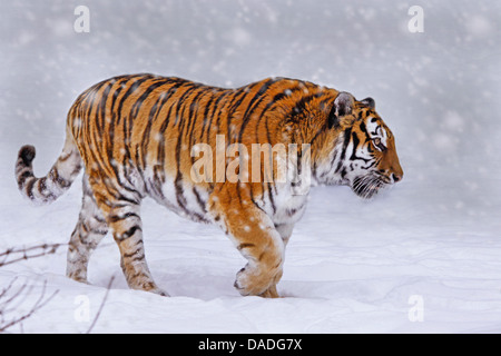 Siberian tiger, Amurian tiger (Panthera tigris altaica), walking through snow Stock Photo