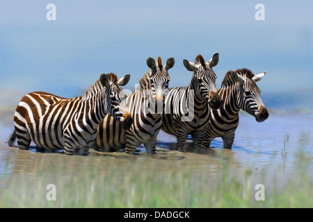 Boehm's zebra,  Grant's zebra (Equus quagga boehmi, Equus quagga granti), four zebras standing in water, Kenya, Amboseli National Park Stock Photo