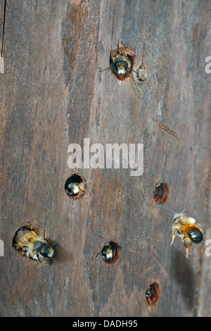 wild bees at an insects hotel, Germany Stock Photo