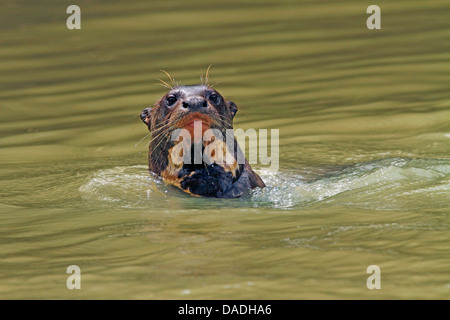 giant otter (Pteronura brasiliensis), peering from the water, Brazil, Mato Grosso, Pantanal, Rio Cuiaba Stock Photo