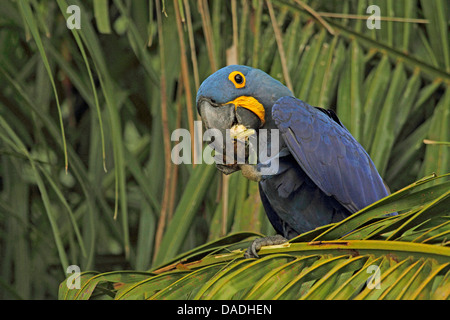 hyacinth macaw (Anodorhynchus hyacinthinus), on a palm tree cracking a nut, Brazil, Mato Grosso, Pantanal, Rio Cuiaba Stock Photo