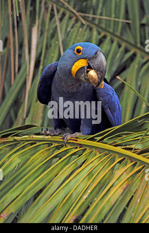 hyacinth macaw (Anodorhynchus hyacinthinus), on a palm tree cracking a nut, Brazil, Mato Grosso, Pantanal Stock Photo