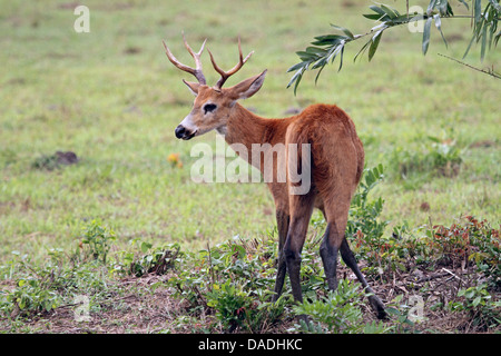 marsh deer, swamp deer (Blastocerus dichotomus, Odocoileus dichotomus), young male, Brazil, Mato Grosso, Pantanal Stock Photo