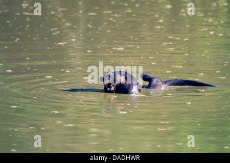 Neotropical otter, Neotropical river otter (Lontra longicaudis), feeding fish in a muddy pool, Brazil, Matto Groso, Pantanal Stock Photo