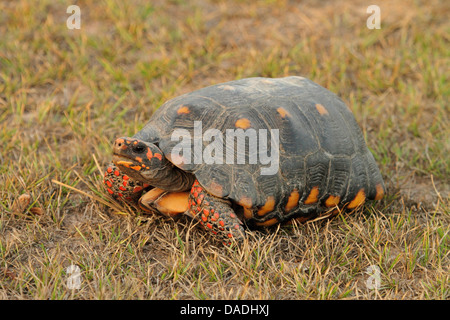 Red-footed tortoise, South American red-footed tortoise, Coal tortoise (Geochelone carbonaria, Testudo carbonaria, Chelonoidis carbonaria), in evening light, Brazil, Mato Grosso, Pantanal Stock Photo