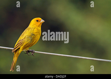 Saffron finch (Sicalis flaveola), sitting on wire, Brazil, Mato Grosso, Pantanal Stock Photo