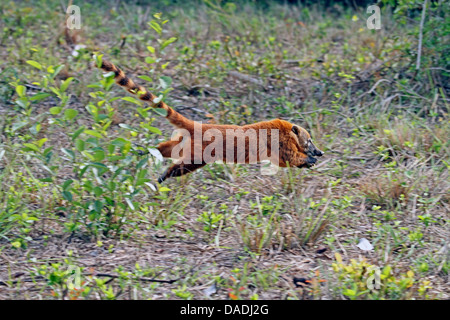 coatimundi, common coati, brown-nosed coati (Nasua nasua), running panicly away, Brazil, Mato Grosso, Pantanal Stock Photo