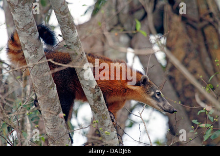 coatimundi, common coati, brown-nosed coati (Nasua nasua), sitting on a tree looking down, Brazil, Mato Grosso, Pantanal Stock Photo