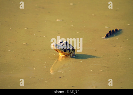 spectacled caiman (Caiman crocodilus), head and tail sticking out of the water, Brazil, Mato Grosso, Pantanal Stock Photo