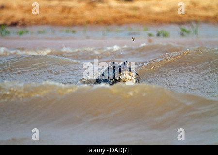 spectacled caiman (Caiman crocodilus), head sticking out of the water, Brazil, Mato Grosso, Pantanal Stock Photo