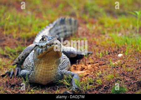 spectacled caiman (Caiman crocodilus), Caiman laying on river bank, Brazil, Mato Grosso, Pantanal Stock Photo