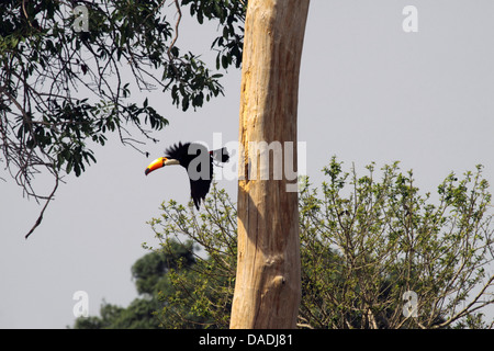 toco toucan (Ramphastos toco), flying out of the nest, Brazil, Matto Grosso, Pantanal Stock Photo