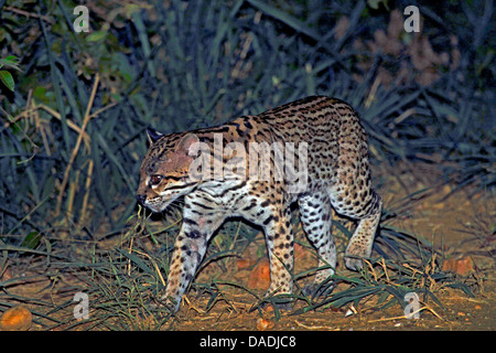 ocelot (Felis pardalis, Leopardus pardalis), creeping along track at night, Brazil, Mato Grosso, Pantanal Stock Photo