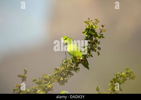 Pacific parrotlet (Forpus coelestis), sitting on a branch, Peru, Lambayeque, Reserva Chaparri Stock Photo