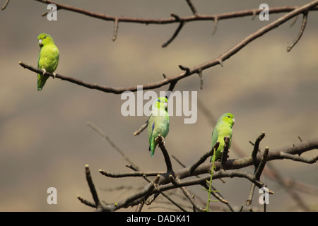 Pacific parrotlet (Forpus coelestis), three parrots in tree without leaves, Peru, Lambayeque, Reserva Chaparri Stock Photo