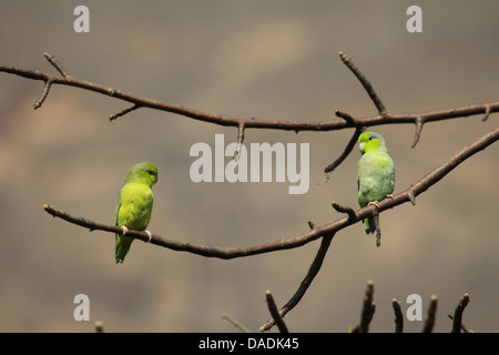 Pacific parrotlet (Forpus coelestis), two parrots in tree looking at each other, Peru, Lambayeque, Reserva Chaparri Stock Photo