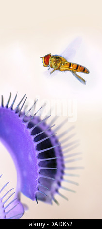 Venus Flytrap, Venus's Flytrap, Venus' Flytrap, Venus Fly Trap, Venus's Fly Trap, Venus' Fly Trap, Fly-Trap (Dionaea muscipula), hiverfly with Venus flytrap, composing Stock Photo