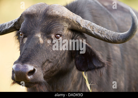 Female cape buffalo close up portrait in Masai Mara Stock Photo