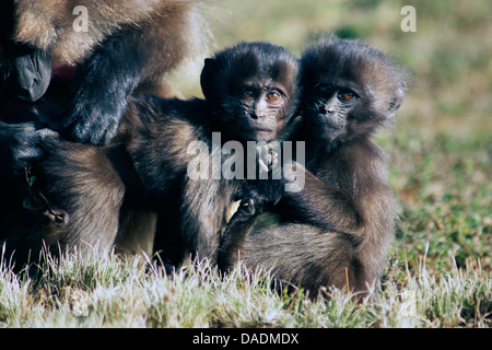 gelada, gelada baboons (Theropithecus gelada), female is delousing playful infants, Ethiopia, Gondar, Simien Mountains National Park Stock Photo