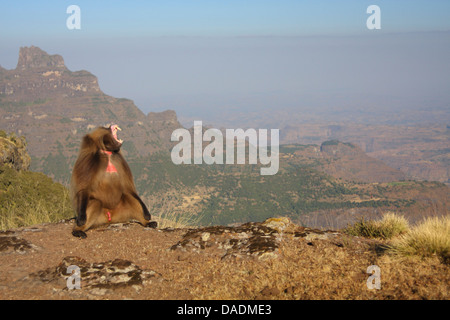 gelada, gelada baboons (Theropithecus gelada), yawning male in front of mountain range, Ethiopia, Gondar, Simien Mountains National Park Stock Photo