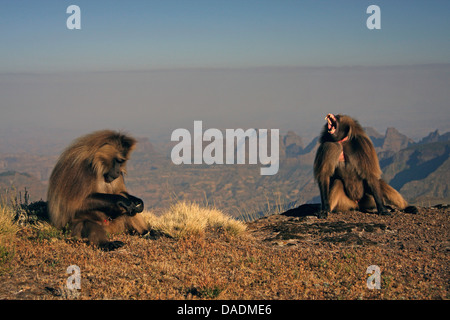 gelada, gelada baboons (Theropithecus gelada), a feeding and a yawning male in front of mountain range, Ethiopia, Gondar, Simien Mountains National Park Stock Photo