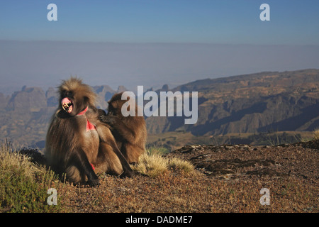 gelada, gelada baboons (Theropithecus gelada), yawning male is being deloused by female, Ethiopia, Gondar, Simien Mountains National Park Stock Photo