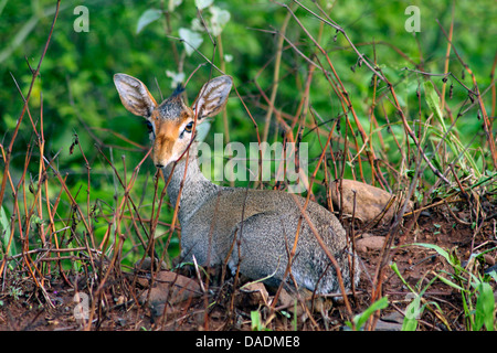 Kirk's dikdik, Kirk's dik-dik, Damara dik-dik (Madoqua kirkii), lying on grass, Ethiopia, Sidamo-Borana, Mago National Park, Omo valley Stock Photo