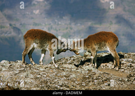 Walia ibex (Capra walie), juveniles impinging at each other, Ethiopia, Gondar, Simien Mountains National Park Stock Photo