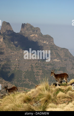 Walia ibex (Capra walie), juveniles in front of mountain range, Ethiopia, Gondar, Simien Mountains National Park Stock Photo