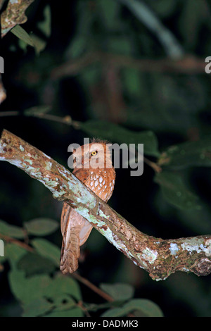 large frogmouth (Batrachostomus auritus), sitting on a branch, Indonesia, Lampung, Way Kambas National Park Stock Photo