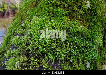 Cypress-leaved plait-moss, Hypnum moss (Hypnum cupressiforme), on a tree trunk, Germany, Bavaria Stock Photo