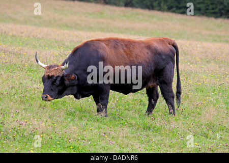 aurochs (domestic cattle) (Bos taurus, Bos primigenius), standing on pasture, Germany Stock Photo