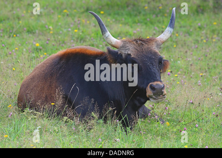 aurochs (domestic cattle) (Bos taurus, Bos primigenius), lying in meadow, Germany