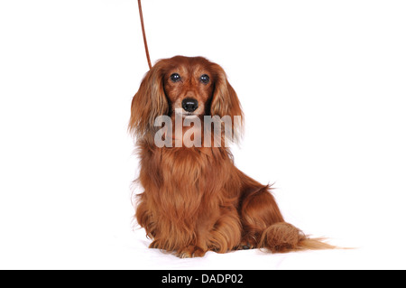 Long-haired Dachshund, Long-haired sausage dog, domestic dog (Canis lupus f. familiaris), sitting Long-haired Dachshund, Germany, Nordrhein Westfalen Stock Photo