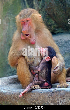 hamadryas baboon, sacred baboon (Papio hamadryas), mother sucking her pup Stock Photo