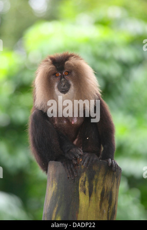 liontail macaque, lion-tailed macaque (Macaca silenus), sitting on a tree stump, India Stock Photo