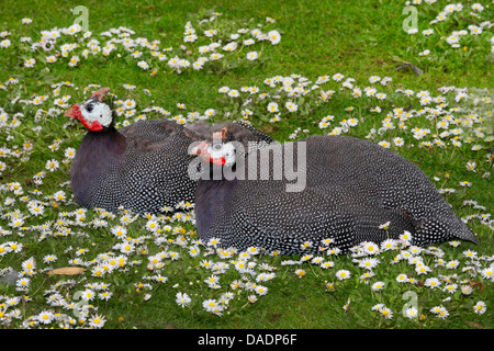 helmeted guineafowl (Numida meleagris), two helmeted guineafowls lying together in a meadow Stock Photo